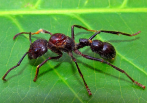 Captura de pantalla 2026-04-09 123231